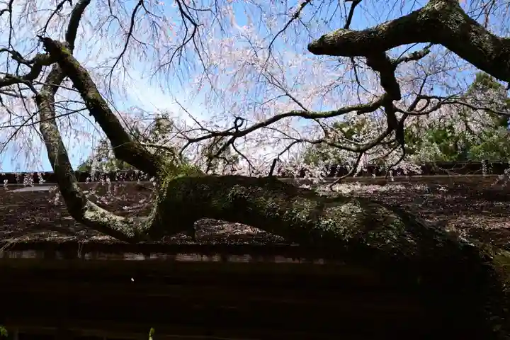 吉野水分神社(吉野町)の自然