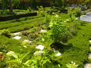 寿量山 速成寺の庭園(2023年06月03日(土) 10時55分17秒投稿)