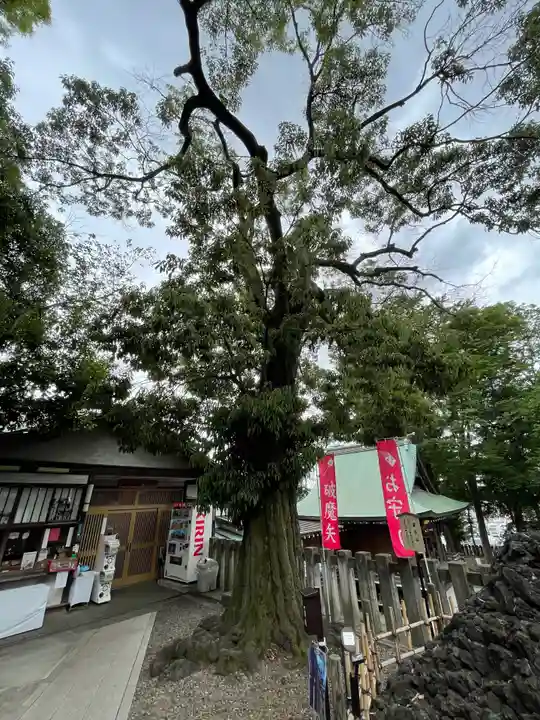 北澤八幡神社の自然