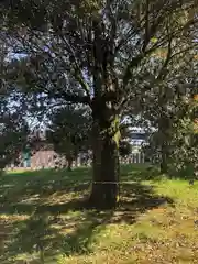 白山神社(福井県)