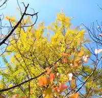 三津厳島神社の自然