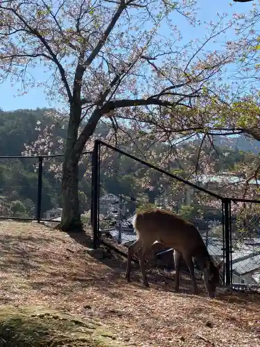 厳島神社の{uncategorized: "未分類", other: "その他", undefined: "問題あり", building: "その他建物", grave: "お墓", sacred_gate: "鳥居", guardian: "狛犬", statue: "像", buddha: "仏像", history: "歴史", nature: "自然", garden: "庭園", animal: "動物", pagoda: "塔", temizu: "手水舎", mountain_gate: "山門・神門", sanctuary: "本殿・本堂", subordinate: "末社・摂社", art: "芸術", scenery: "景色", jizo: "地蔵", ema: "絵馬", goshuin: "御朱印", omikuji: "おみくじ", items: "授与品その他", amulet: "お守り", goshuincho: "御朱印帳", eats: "食事", festival: "お祭り", votive_dance: "神楽", shichigosan: "七五三参", wedding: "結婚式", experience: "体験その他", initially: "初詣", around: "周辺", anti_infection: "感染症対策"}