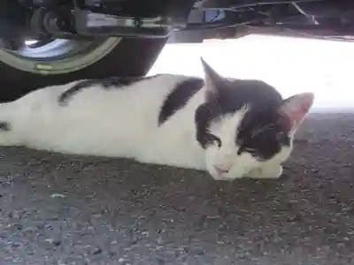 御誕生寺（猫寺）(福井県)
