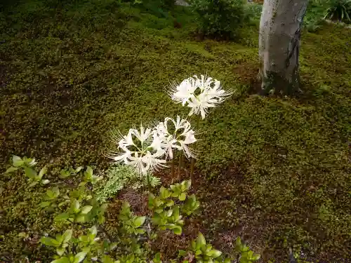 宝筐院の自然