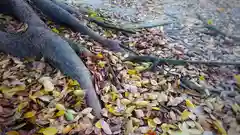 神明社（国府宮神明社）の自然