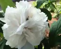 真言宗 善通寺派 薬王寺(香川県)