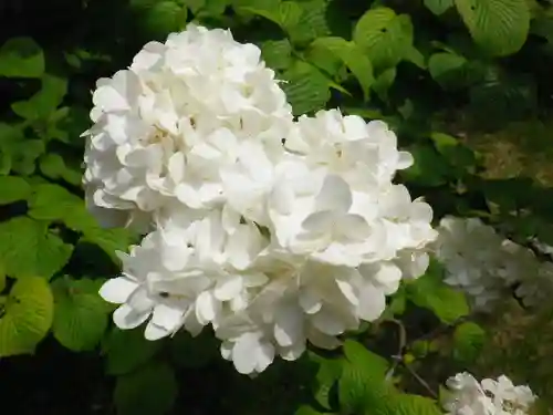 浄光明寺の自然