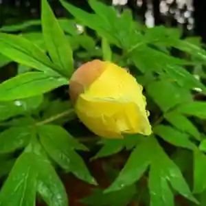 滑川神社 - 仕事と子どもの守り神の自然(2020年05月24日(日) 10時28分40秒投稿)