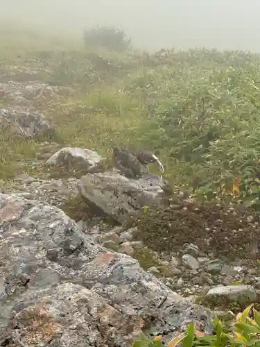 雄山神社峰本社の動物