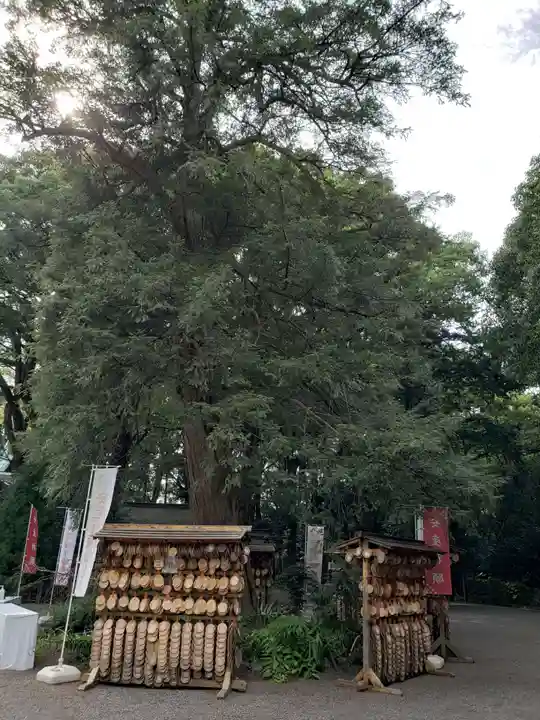 大宮八幡宮の自然