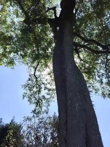神館飯野高市本多神社の自然