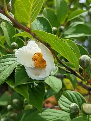 六孫王神社(京都府)