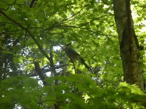 戸隠神社火之御子社の動物