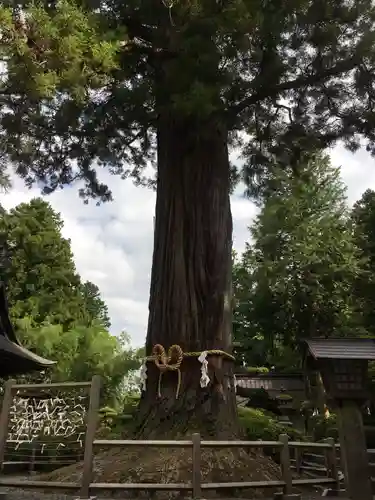 北口本宮冨士浅間神社の自然