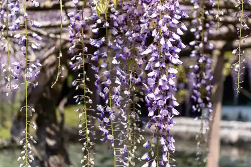 出雲大社神楽殿(島根県)