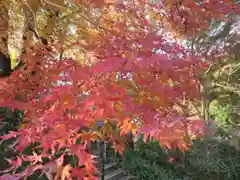 岡寺（龍蓋寺）の自然