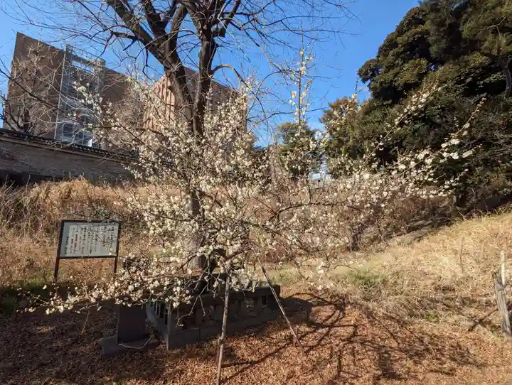 湯島聖堂の自然