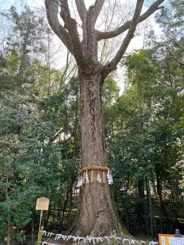 宇治上神社の自然