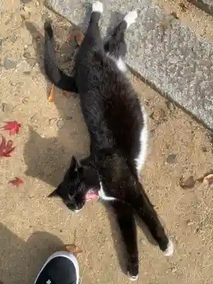 岡部春日神社～👹鬼門よけの🌺花咲く🌺やしろ～(福島県)