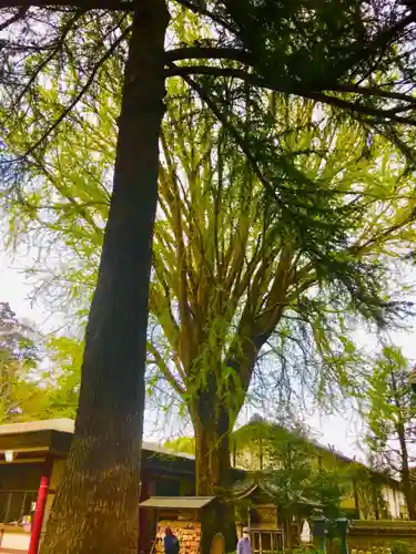 大宝八幡宮の自然