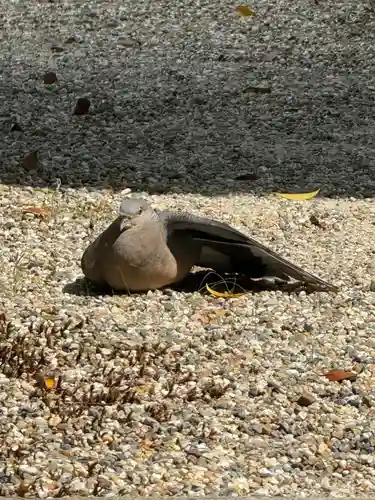 京都乃木神社の動物