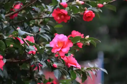 愛宕神社の庭園