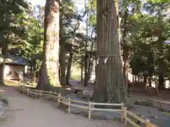 河口浅間神社の自然