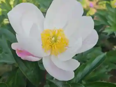 箭弓稲荷神社(埼玉県)