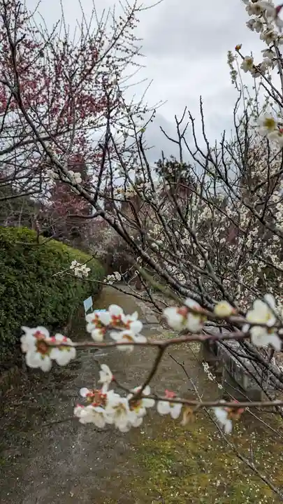 梅宮大社(京都府)