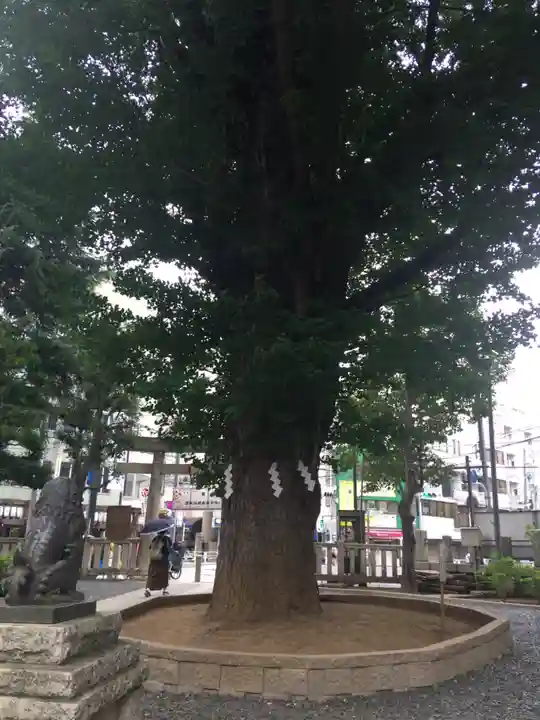 鳩森八幡神社の自然