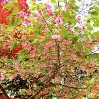 彌彦神社 (伊夜日子神社)の自然
