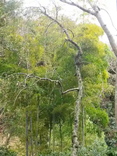 安國論寺（安国論寺）の自然