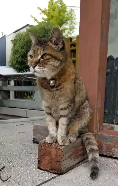 白髭神社の動物