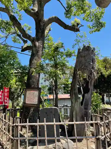 吾嬬神社の自然
