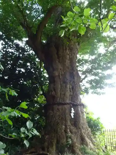 荏柄天神社の自然