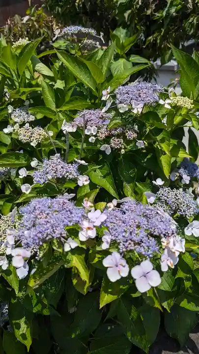 大松禅寺(京都府)