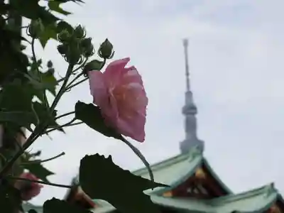 亀戸天神社(東京都)