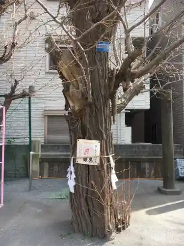 女躰大神の自然