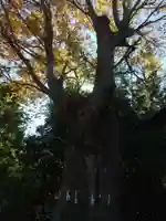 神明社(埼玉県)