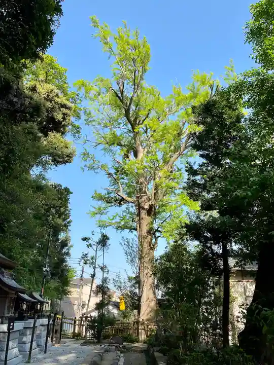 師岡熊野神社(神奈川県)
