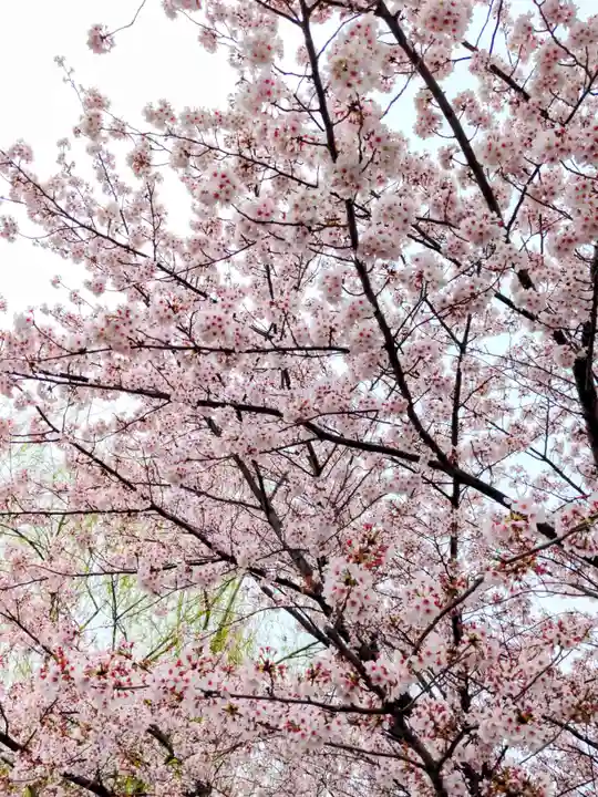 寛永寺不忍池弁天堂の自然