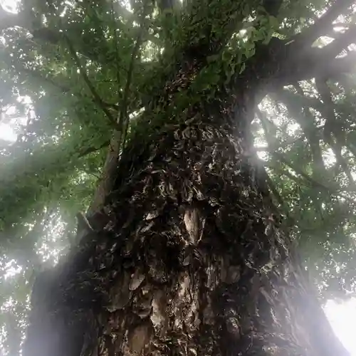 田無神社の自然