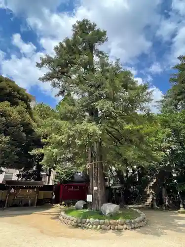 駒込富士神社の自然