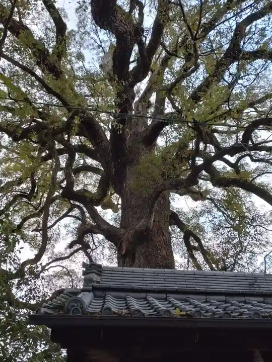 新熊野神社の自然