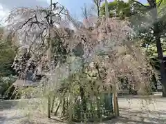 大國魂神社の自然