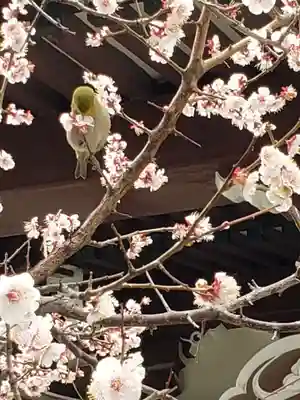 諏訪神社(東京都)