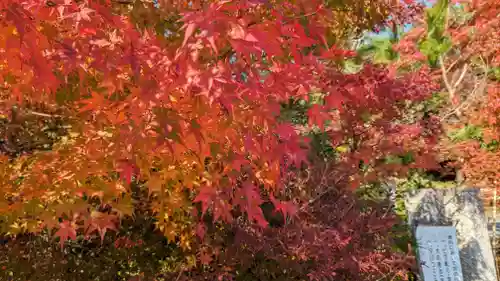 鍬山神社(京都府)