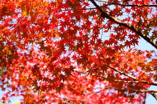 慈照寺（慈照禅寺・銀閣寺）の自然
