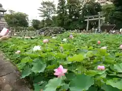 伊賀八幡宮の庭園