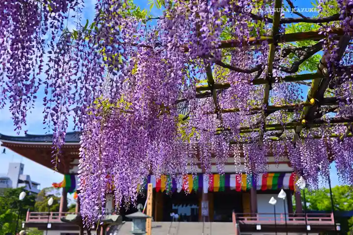 西新井大師総持寺(東京都)